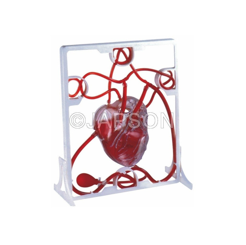 Human Heart, Pumping Human Heart, Pumping